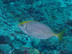 Siganus sutor