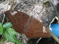 Adoliadini