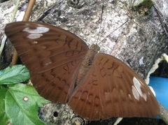 Adoliadini
