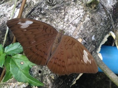 Adoliadini
