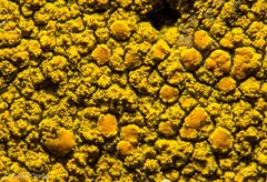 Flavoplaca citrina