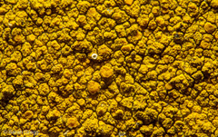 Flavoplaca citrina