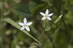 Centaurium pulchellum meyeri