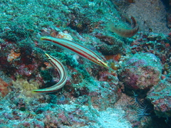 Hologymnosus doliatus
