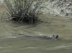Lutrogale perspicillata