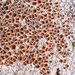 Kuettlingeria erythrocarpa - Photo (c) Sarah Gregg, μερικά δικαιώματα διατηρούνται (CC BY-NC-SA), uploaded by Sarah Gregg