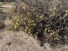 Aeonium arboreum holochrysum