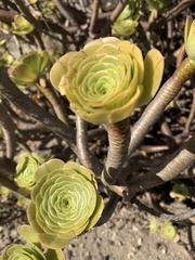Aeonium arboreum holochrysum