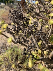 Aeonium arboreum holochrysum