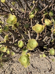 Aeonium arboreum holochrysum