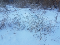 Eragrostis amurensis