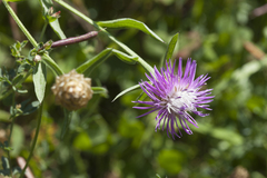 Centaurea jacea substituta