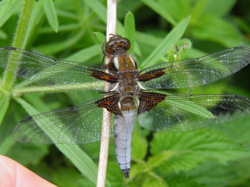 Plokščioji Skėtė