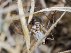 Oxyopes globifer