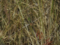 Stenobothrus lineatus