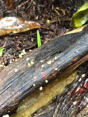 Cryptomarasmius rhopalostylidis