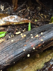 Cryptomarasmius rhopalostylidis