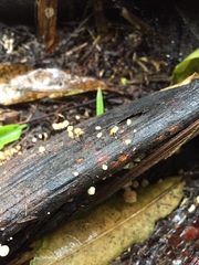 Cryptomarasmius rhopalostylidis