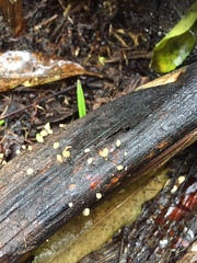 Cryptomarasmius rhopalostylidis