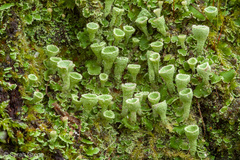 Cladonia humilis