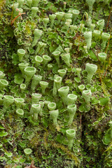 Cladonia humilis