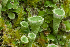 Cladonia humilis