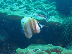 Coradion chrysozonus