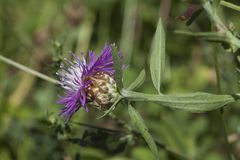 Centaurea jacea substituta