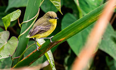 Pseudocolopteryx acutipennis