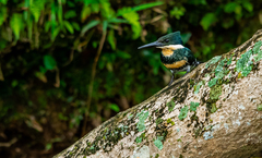 Chloroceryle americana