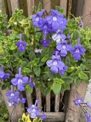 Streptocarpus saxorum