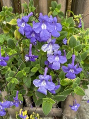 Streptocarpus saxorum