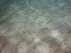 Atherinomorus vaigiensis