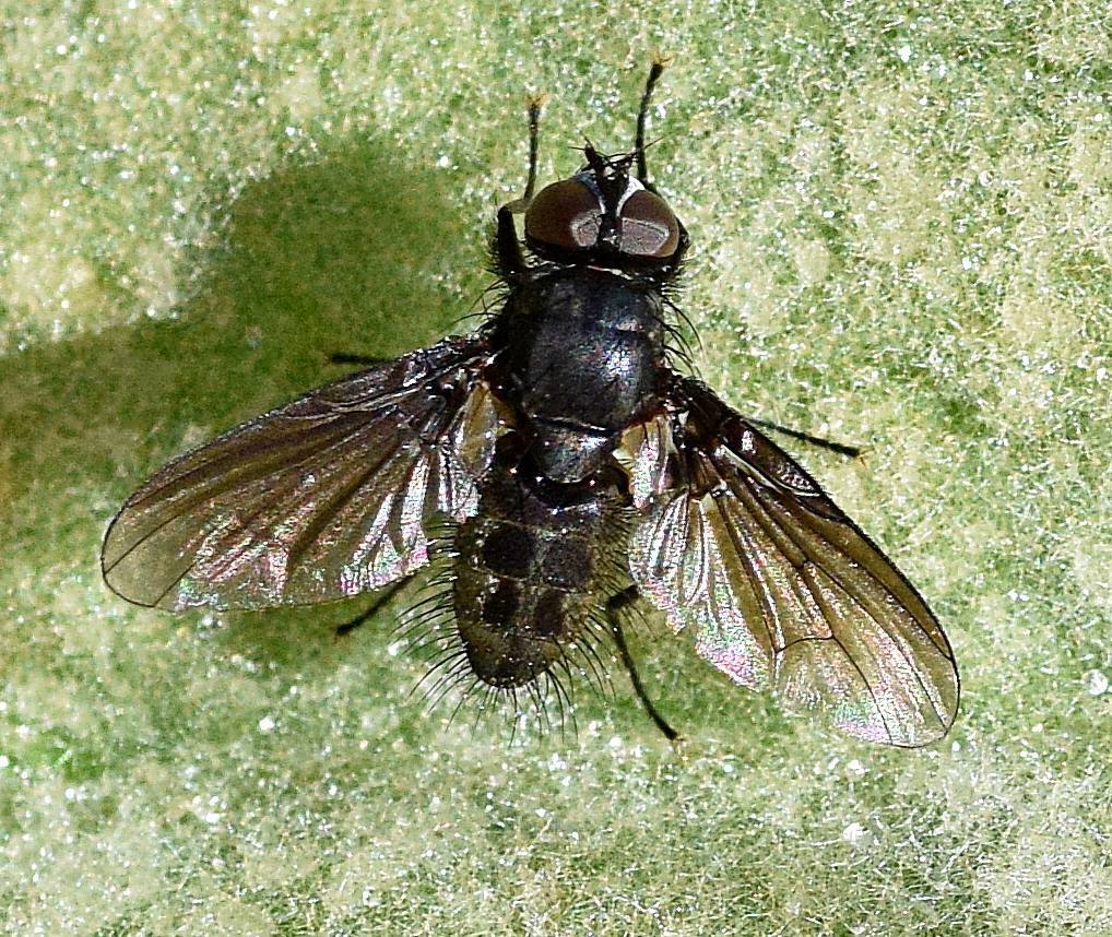 Spilogona dispar