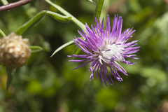 Centaurea jacea substituta