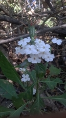 Eranthemum roseum