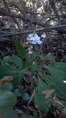 Eranthemum roseum