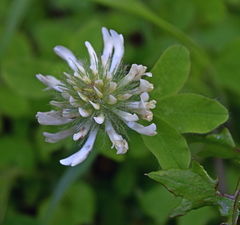 Trifolium pignantii