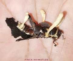 Beauveria locustiphila