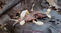 Beauveria locustiphila