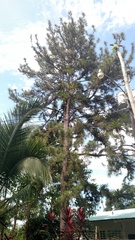 Pinus caribaea