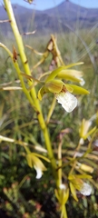 Eulophia tristis