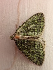 Austrocidaria similata