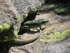 Iberolacerta cyreni