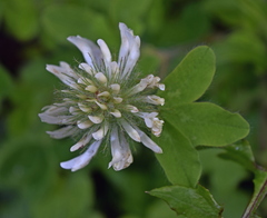 Trifolium pignantii