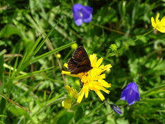 Erebia pharte