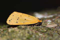 Setina irrorella