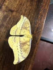 Syntherata melvilla