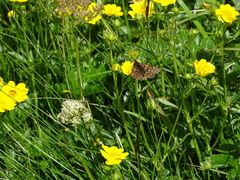 Euphydryas aurinia debilis