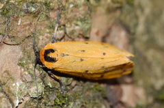 Setina irrorella